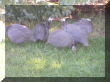 While driving to work: Wild Turkeys